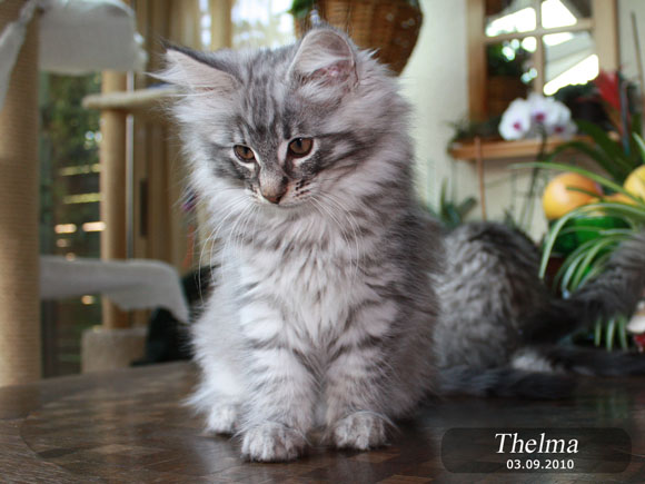 THELMA