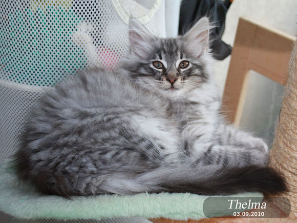 THELMA