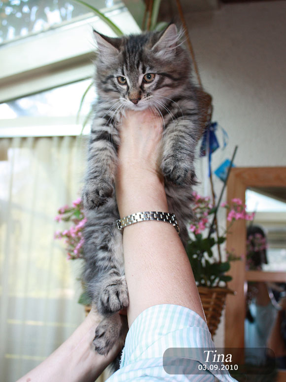 TINA
