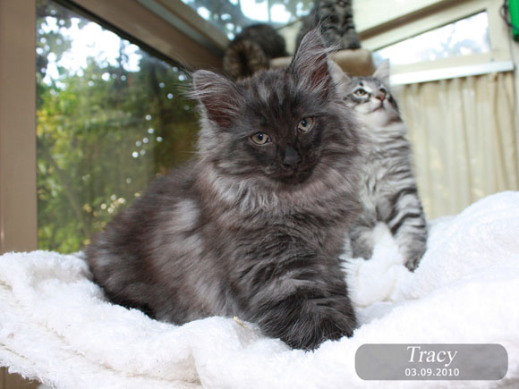 TRACY