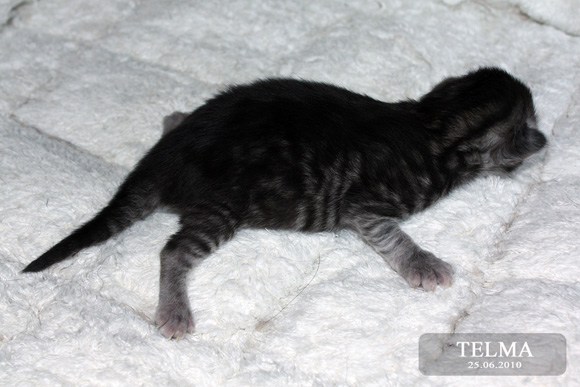 TELMA