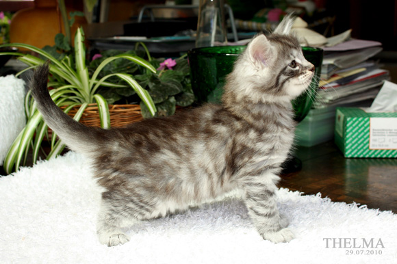 TELMA