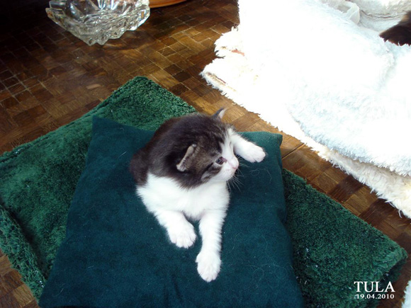 TULA