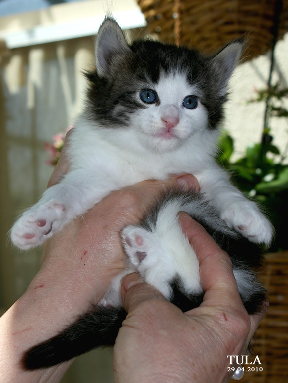 TULA