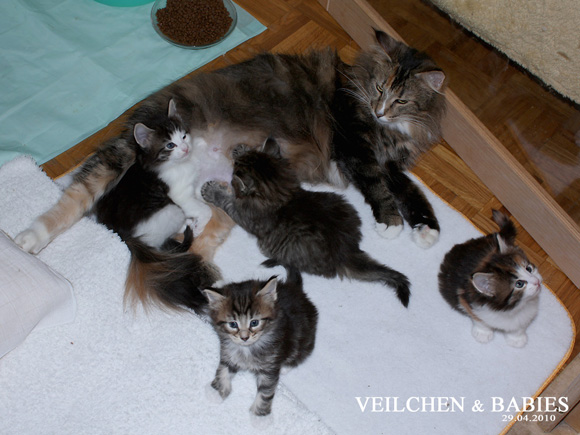 VEILCHEN & BABIES