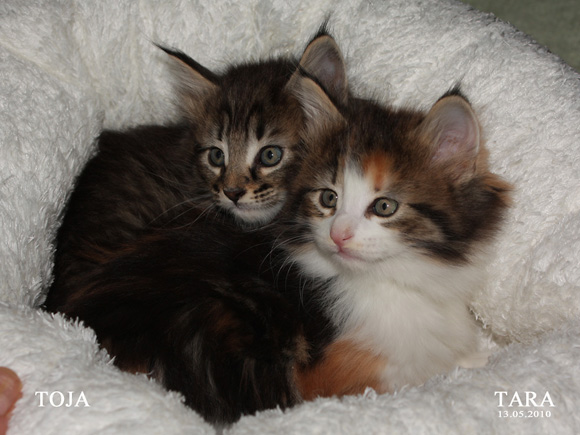 TOJA