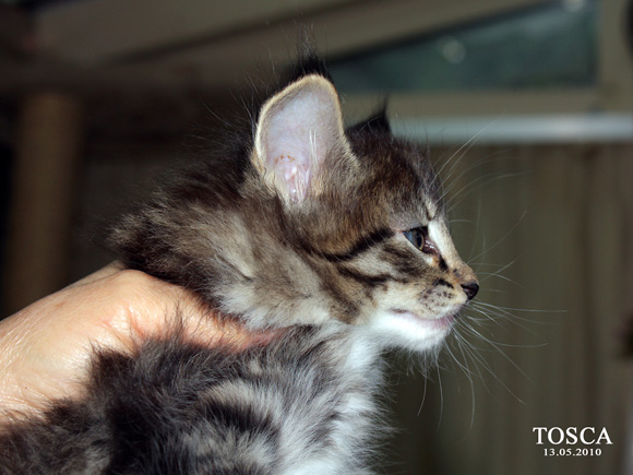 TOSCA