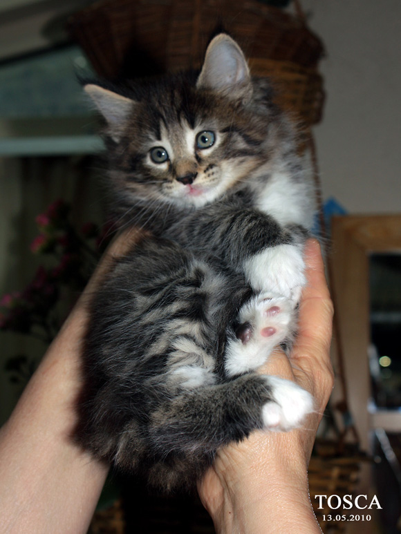 TOSCA