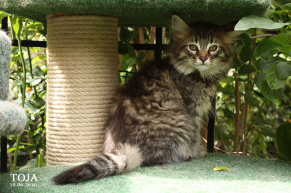 TOJA