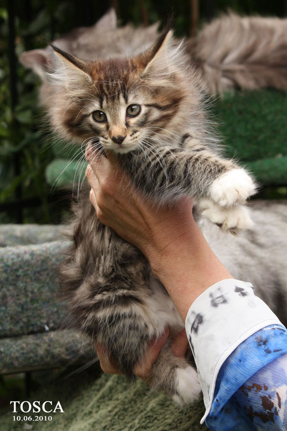 TOSCA