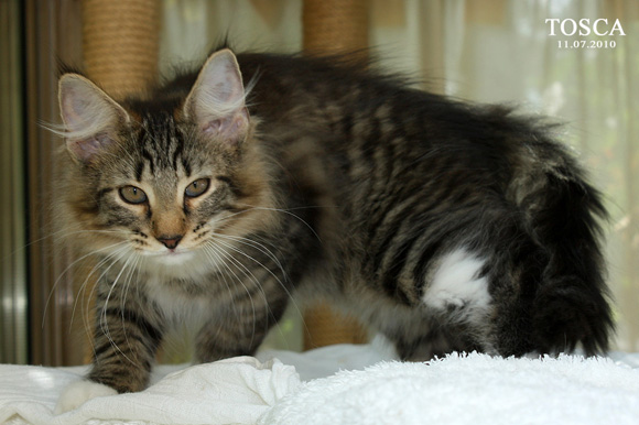 TOSCA