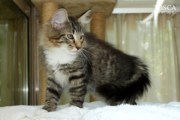 TOSCA