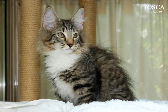 TOSCA