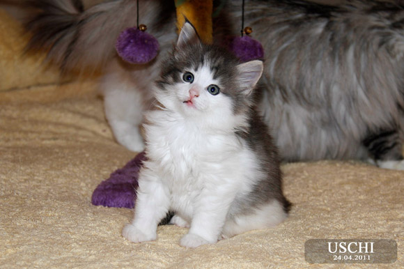 USCHI