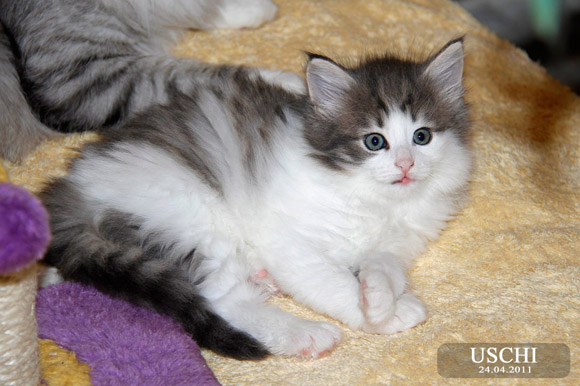 USCHI