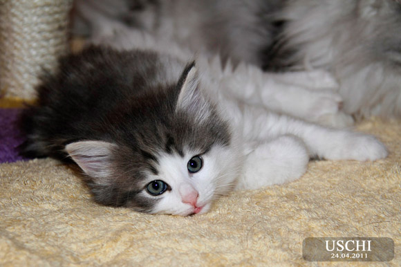 USCHI