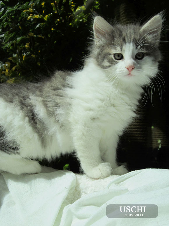 USCHI