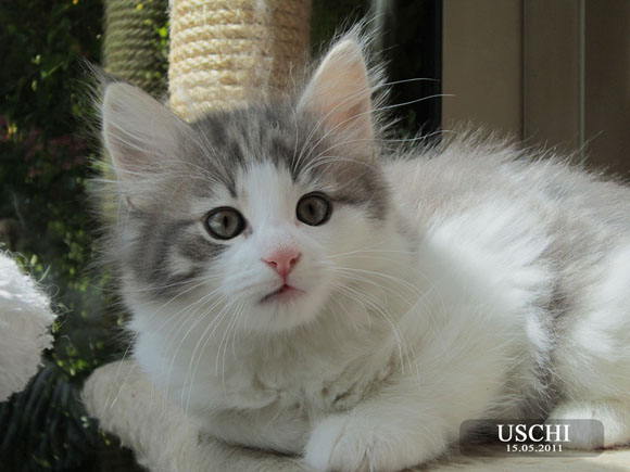 USCHI