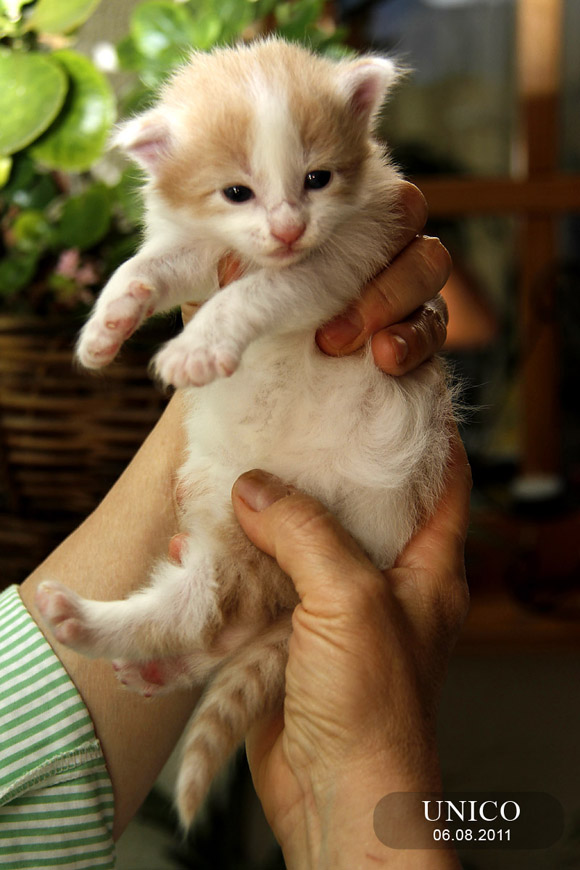 UNICO