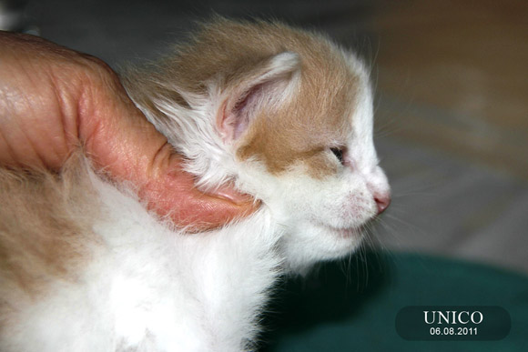 UNICO
