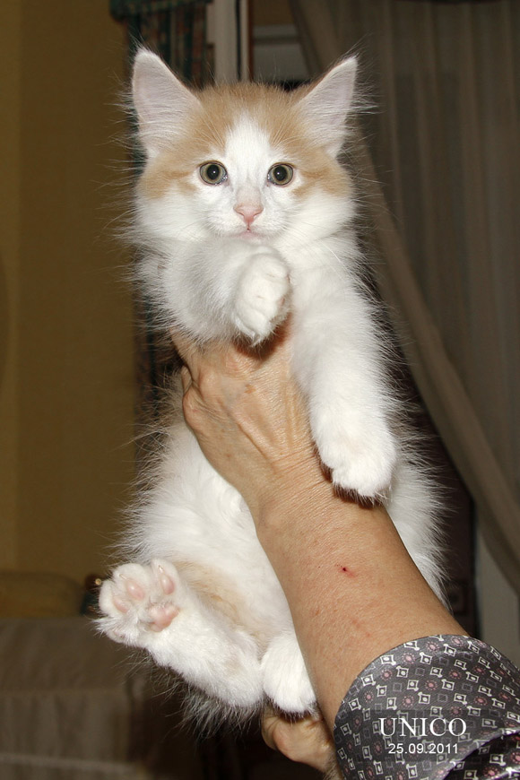 UNICO