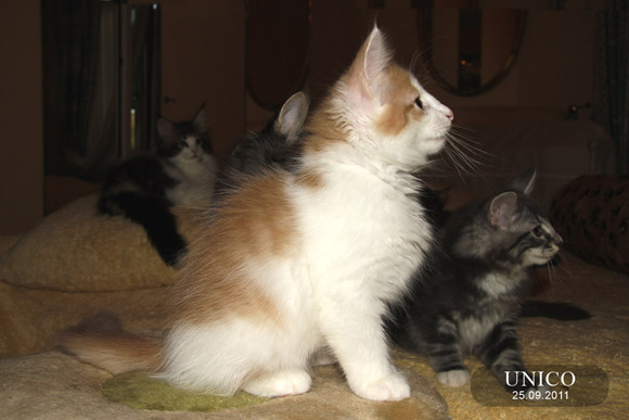 UNICO