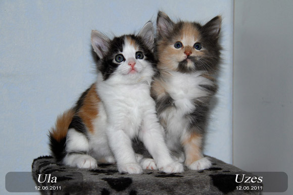 ULA