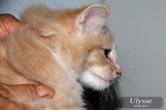 ULYSSE