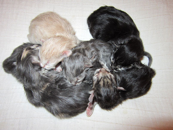 Babies