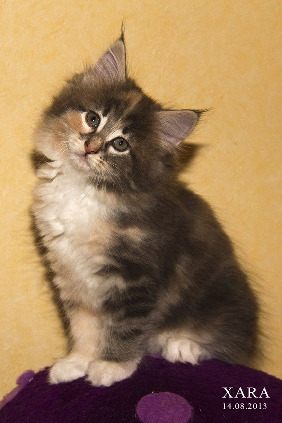 XARA