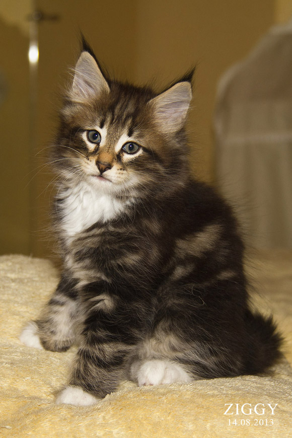 ZIGGY