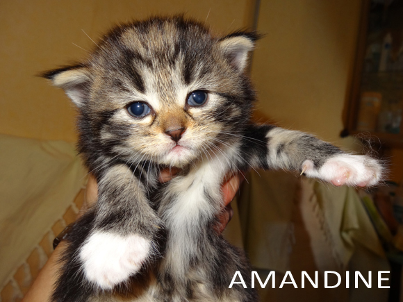 AMANDINE