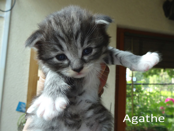 AGATHE