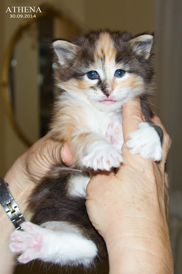 ATHENA