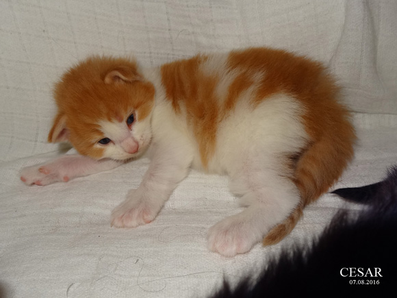CESAR