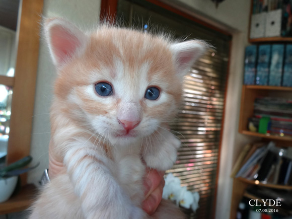 CLYDE