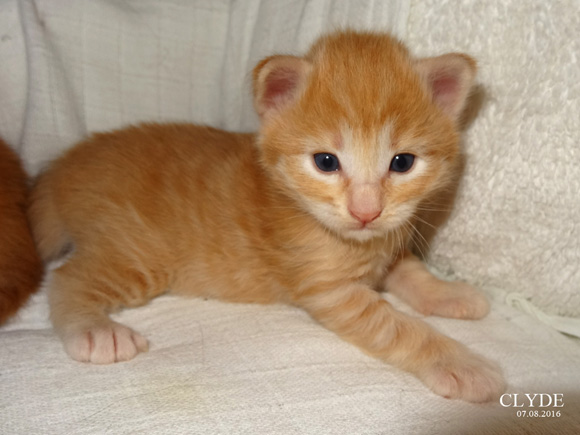 CLYDE