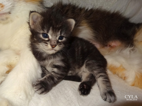 CYLA