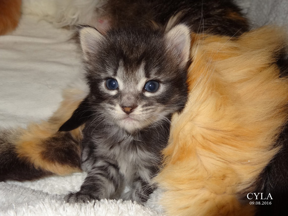 CYLA
