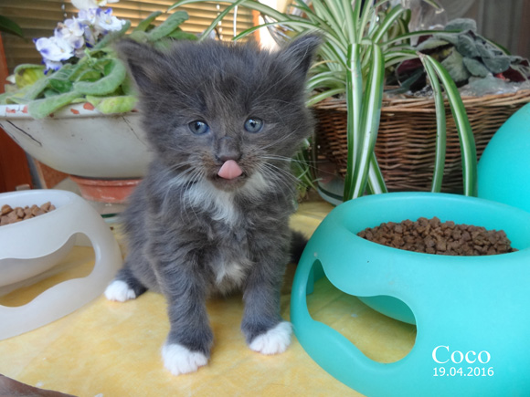 Coco